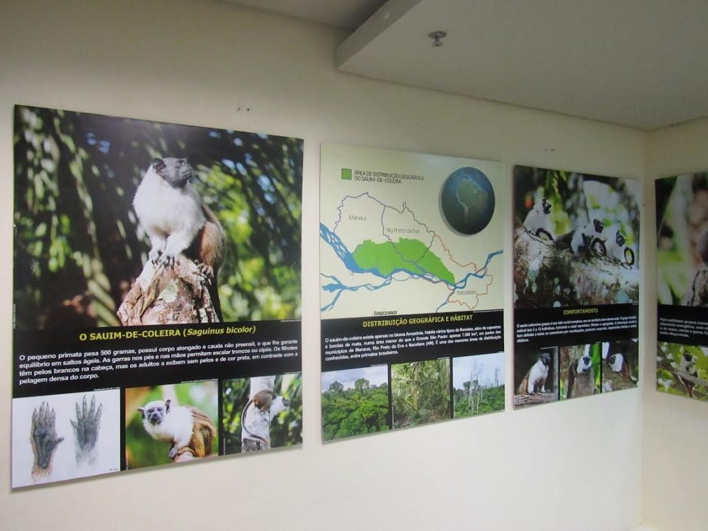 Exposição do Sauim de Coleira no espaço ECAM até 13 de janeiro