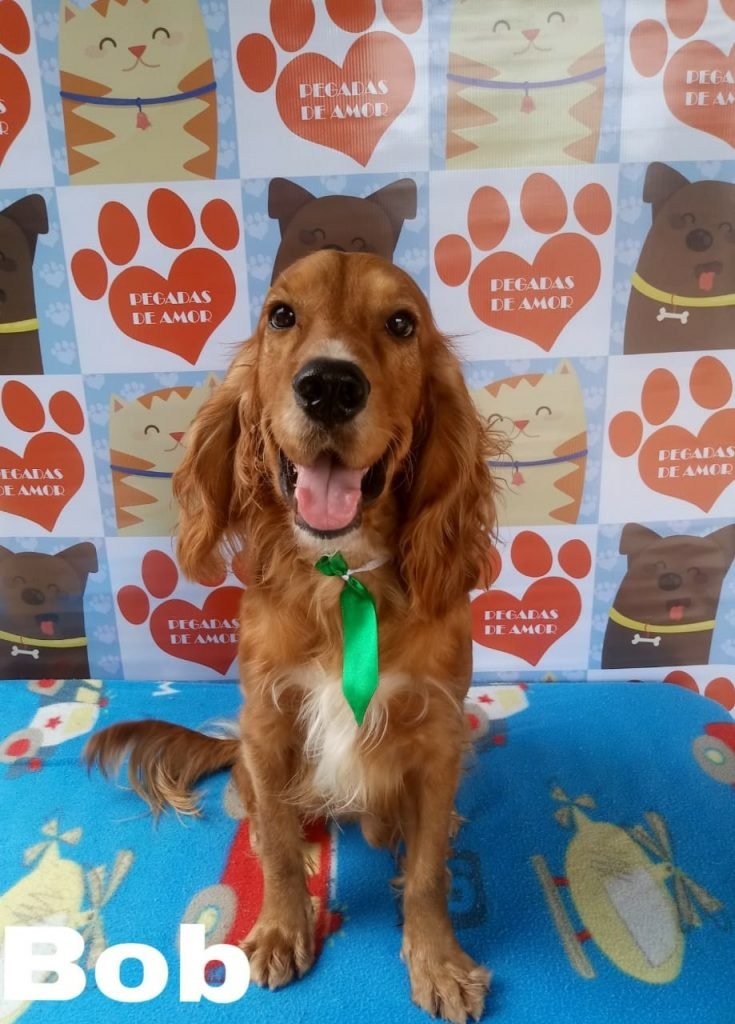 O Bob e mais outros doguinhos estarão na feira de adoção de cachorros neste sábado
