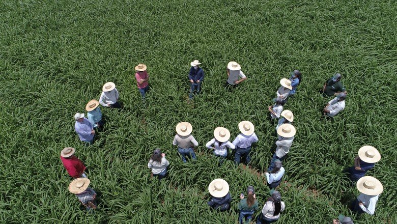 Pecuaristas do MT produzem e lucram mais criando gado sustentável na Amazônia