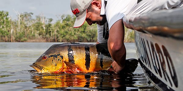 Durante pandemia, pesca esportiva no AM teve queda de quase 40%