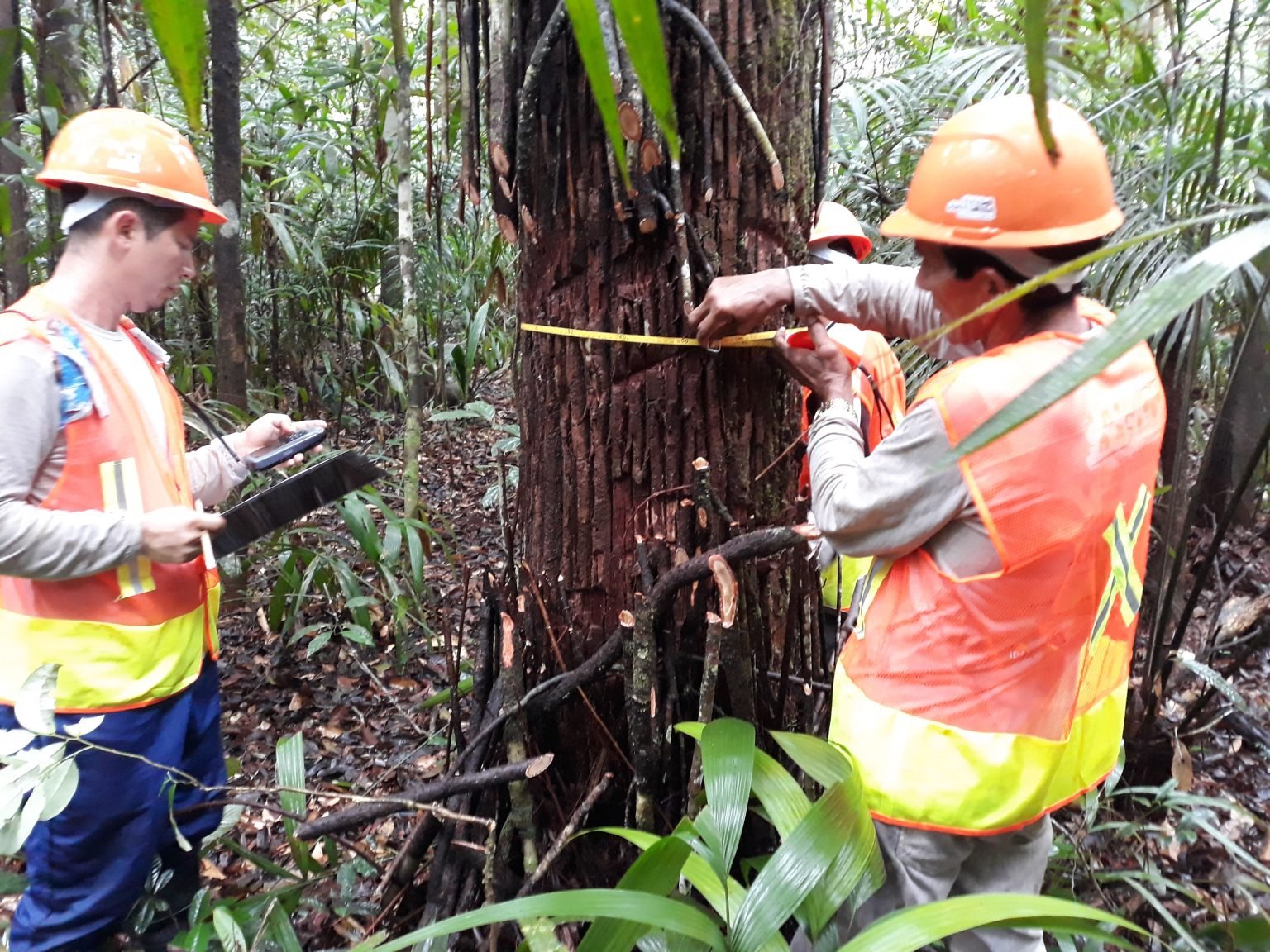 Produção sustentável, comunitária e familiar de produtos da floresta amazônica é tema de seminário virtual nesta terça