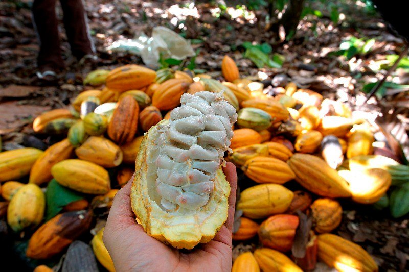 Cacau produzido na Amazônia está entre os melhores do mundo