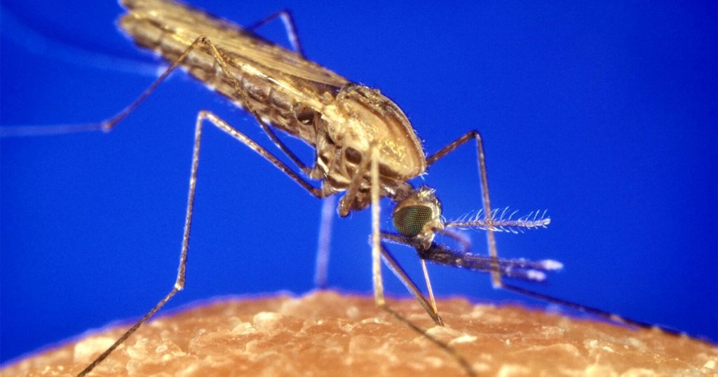 Desmatamento modifica dinâmica de transmissão e impulsiona malária na Amazônia