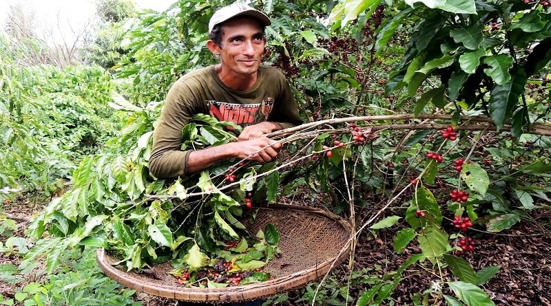 Como o café orgânico ajuda a reduzir o desmate em cidade no sul da Amazônia