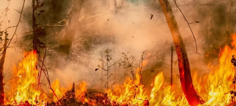 Brasil bate recorde de desmatamento na Amazônia e Cerrado em 2022