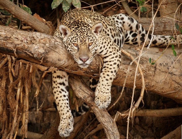 Veja o que os candidatos a presidente planejam para a Amazônia