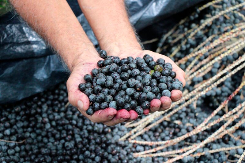 Açaí e trégua do novo governo federal é aposta do modelo Zona Franca de Manaus