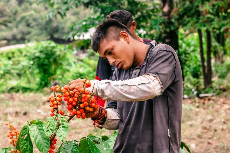 Série de podcasts apresenta diálogos sobre os potenciais e desafios da bioeconomia amazônica