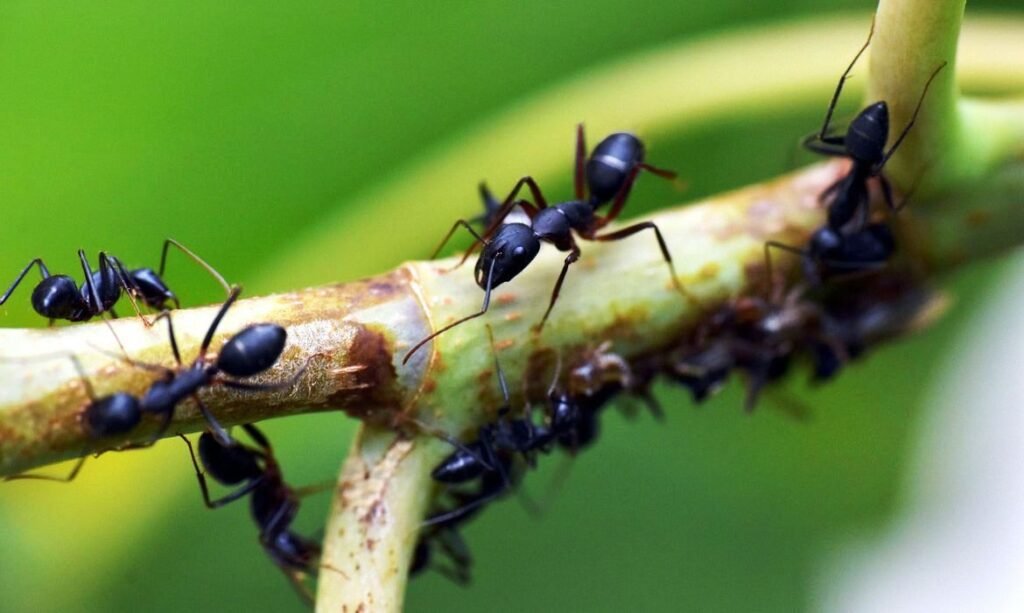 Estudo com formigas revela efeitos do pasto na diversidade amazônica