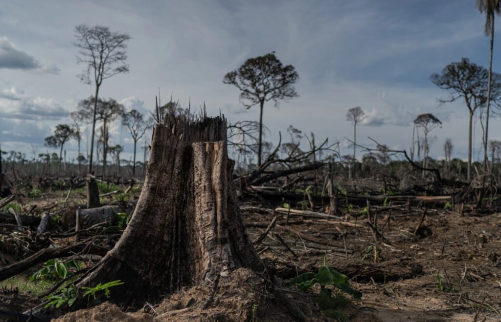 Manaus debate mudanças climáticas fragmentação florestal