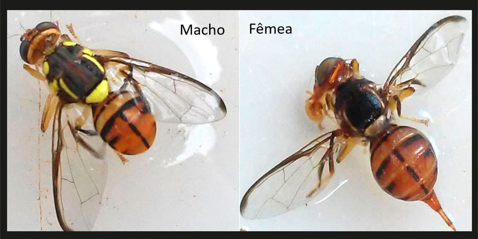 Mosca Carambola Roraima Quarentena