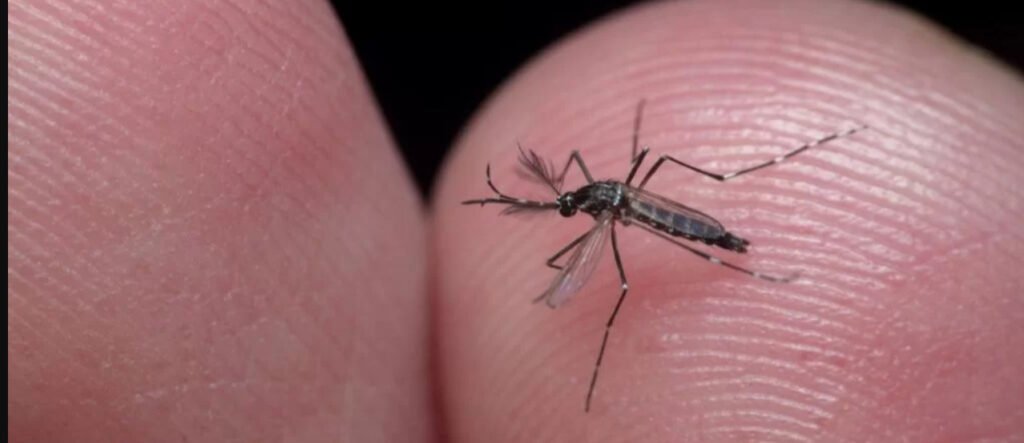 Sorotipo dengue ressurge anos