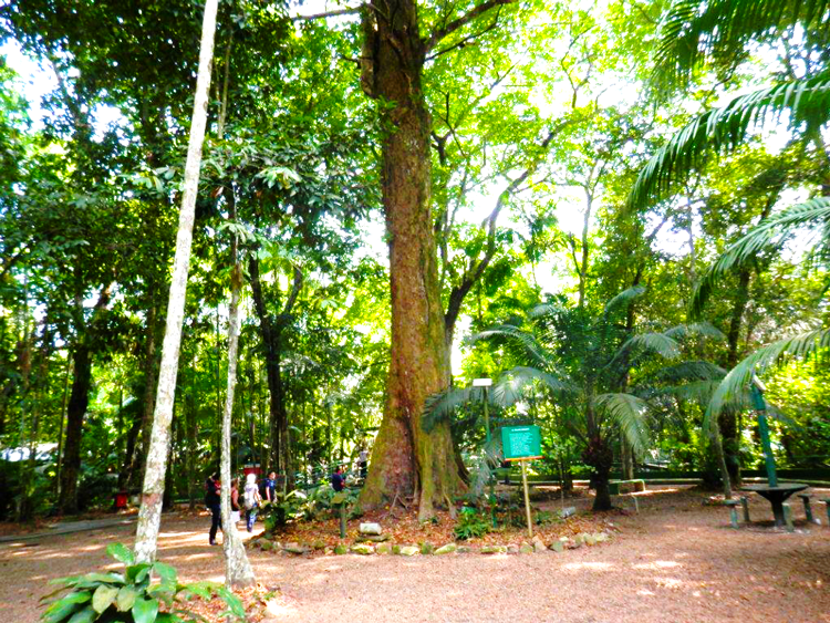 Inpa realiza Semana do Meio Ambiente com atividades de educação ambiental e divulgação científica
