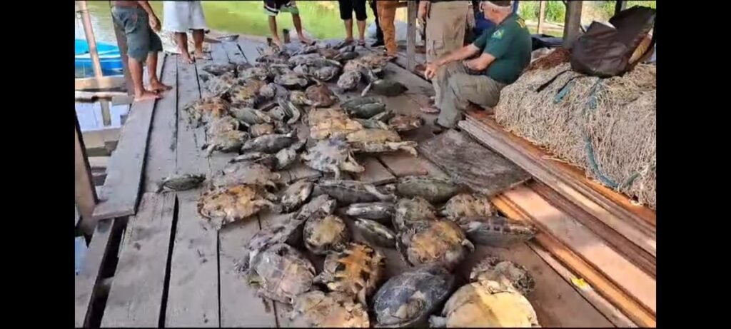 Ibama apreende e devolve à natureza 100 quelônios no Amazonas