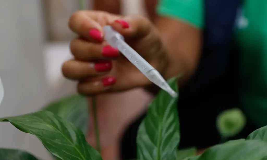 Vacina contra dengue no SUS deve sair ainda este ano