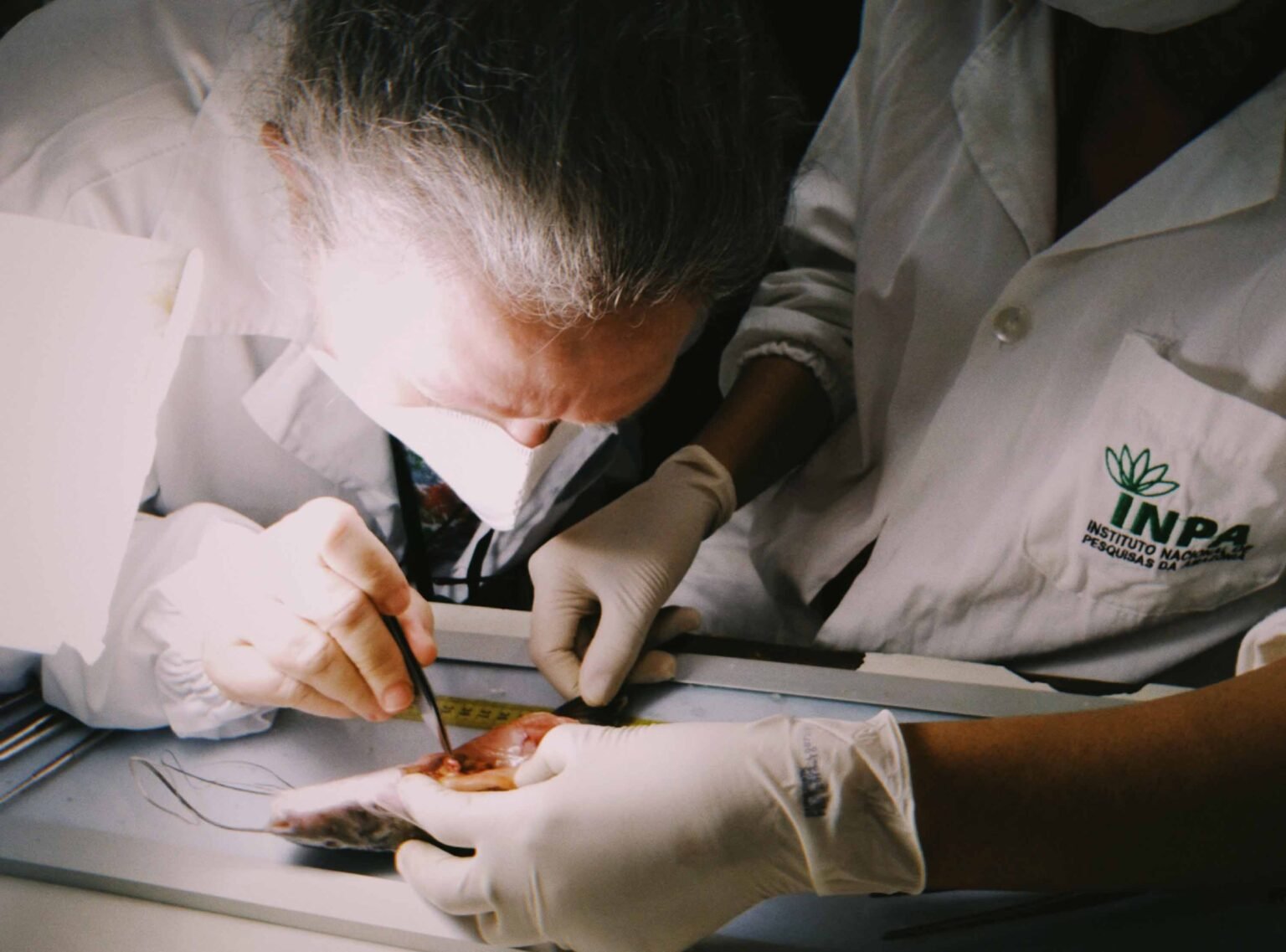 Eventos hidrológicos afetam rotina de vida dos peixes amazônicos, diz pesquisa