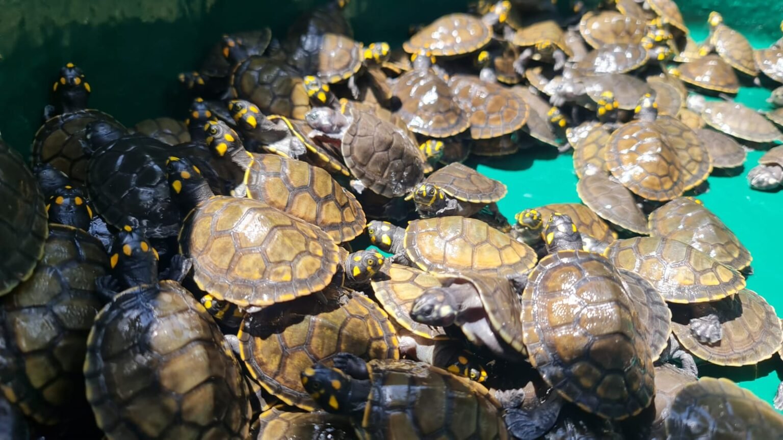 Mais de 600 filhotes de quelônios são devolvidos à natureza no interior do AM