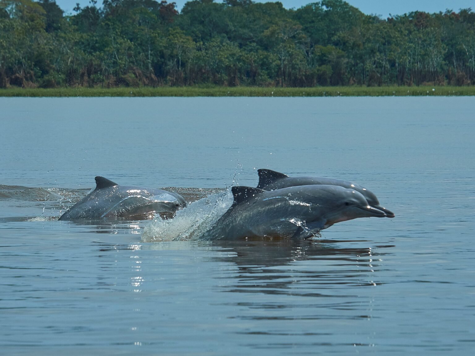 Operações de resgate tentam salvar a vida de golfinhos amazônicos resgate golfinhos amazônicos