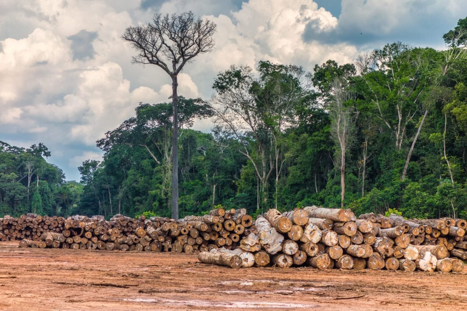 Três terras indígenas que lideram a exploração madeireira na Amazônia estão na área de influência da BR-319 Terras Indígenas