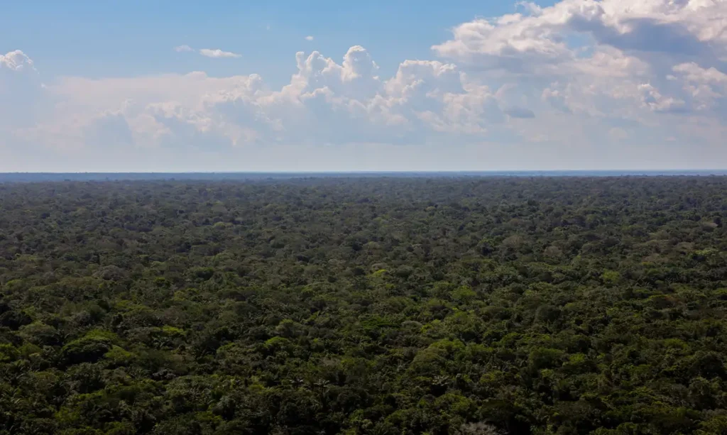 Organizações sociais propõem plano para investimentos na Amazônia Amazônia