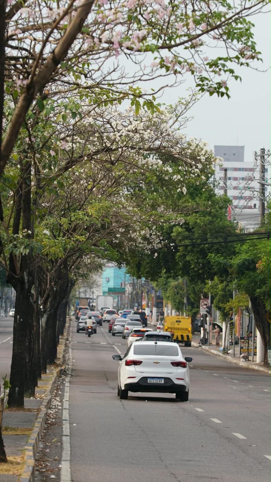 Ipês da Djalma Batista: iniciativa de Arthur Virgílio Neto virou símbolo de arborização de Manaus