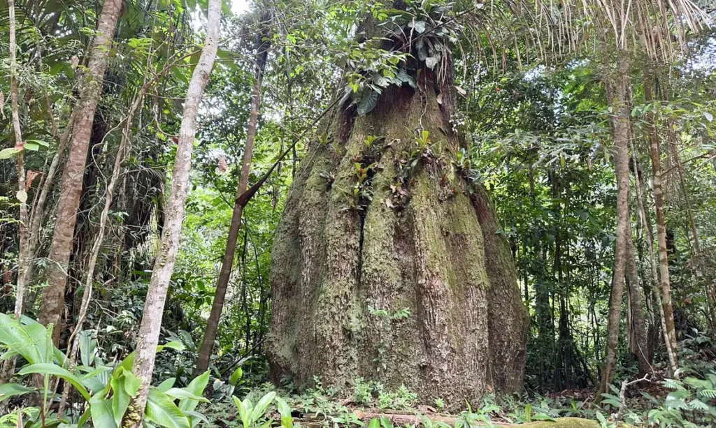 Amazonas ganha quatro reservas de desenvolvimento sustentável Amazonas
